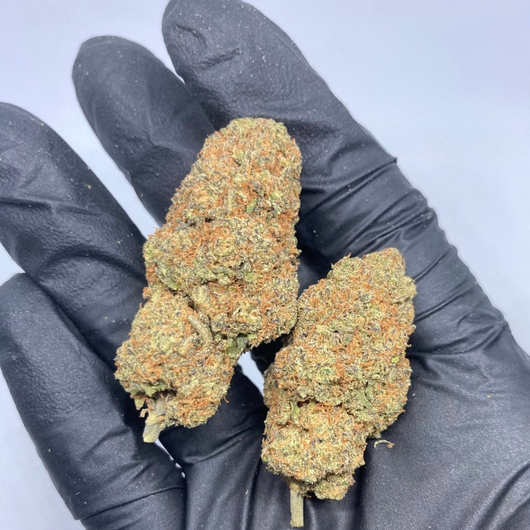 CALI X MANGO REVUELTO