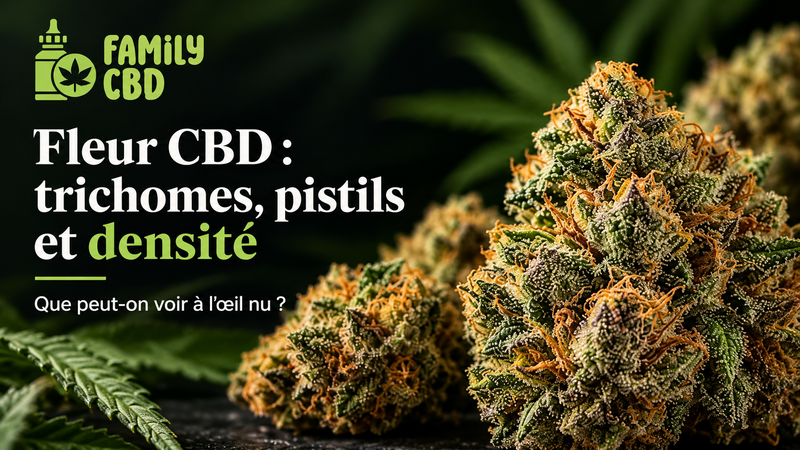 Fleur CBD : trichomes, pistils et densité, que peut-on voir à l’œil nu ?
