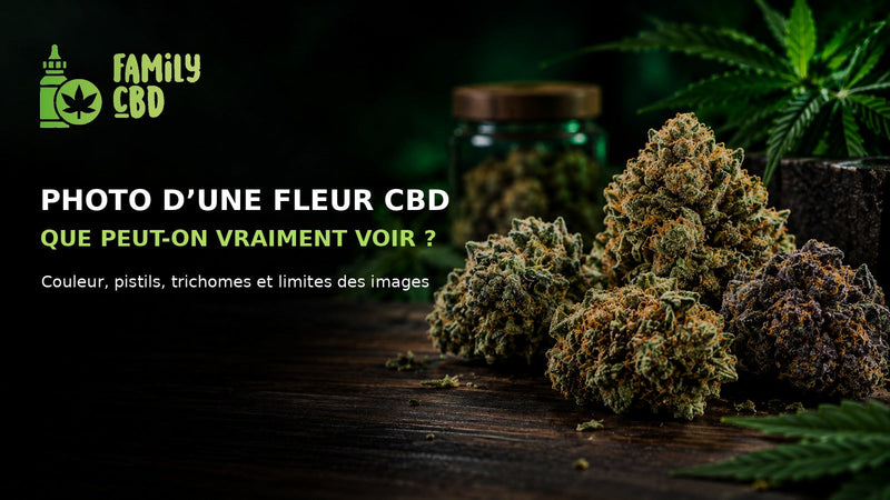 Photo d’une fleur CBD : que peut-on vraiment voir avant d’acheter ?