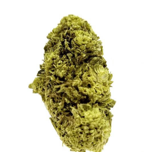 Northern Lights